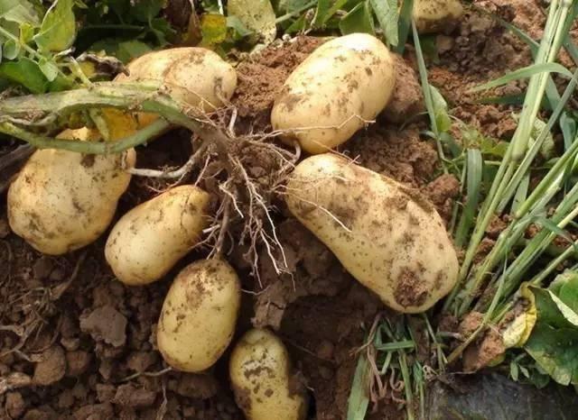 马铃薯是土豆吗有什么区别？马铃薯的营养价值、功效和品种