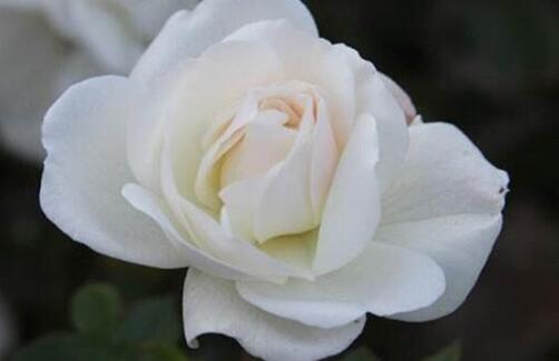 白蔷薇的花语是什么？白蔷薇代表的象征意义