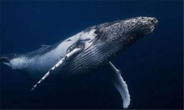 鲸的种类有哪些？鲸的品种与介绍