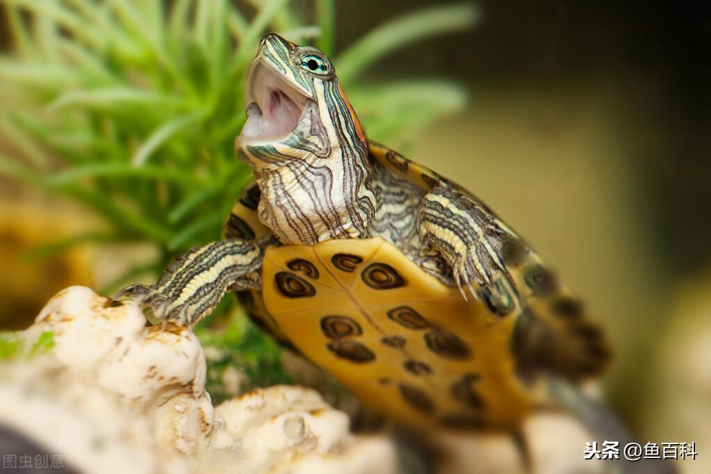 幼小巴西龟怎么分公母（巴西龟公母能一起养吗）