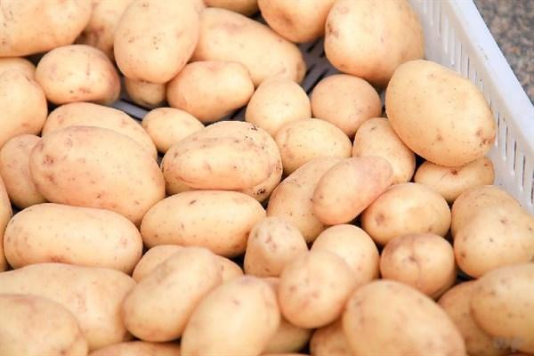 发了芽的土豆能吃吗？发芽的土豆怎么处理