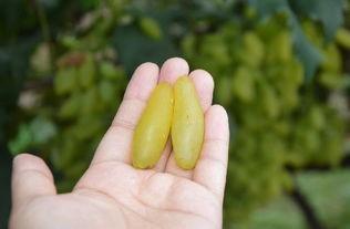 金手指葡萄营养价值，金手指葡萄介绍金手指葡萄具有非常多重要的作用