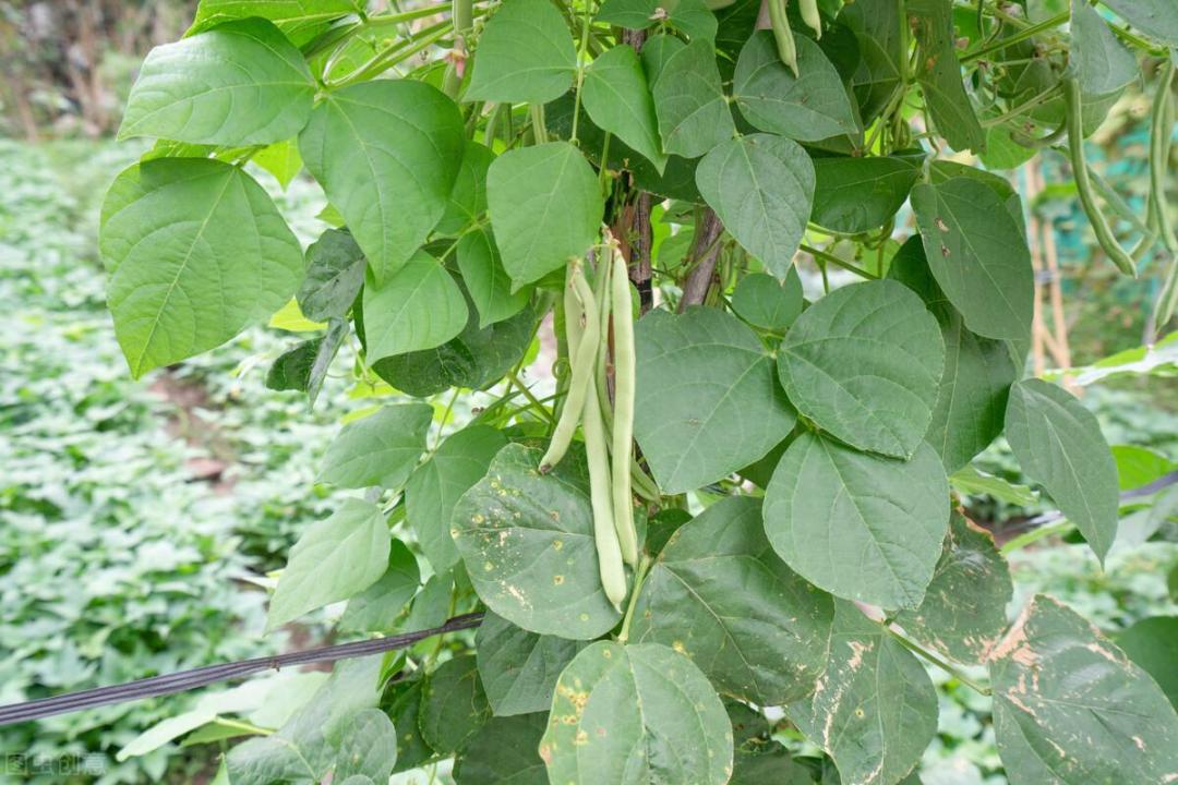 四季豆种植方法步骤，四季豆种植技术及施肥方法