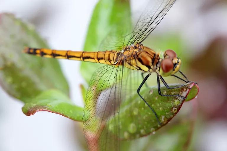 蜻蜓的生活习性简单介绍，蜻蜓的特点和生活特征