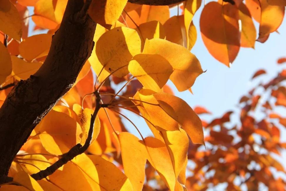 关于秋的词语有哪些？描写秋天的词语大全