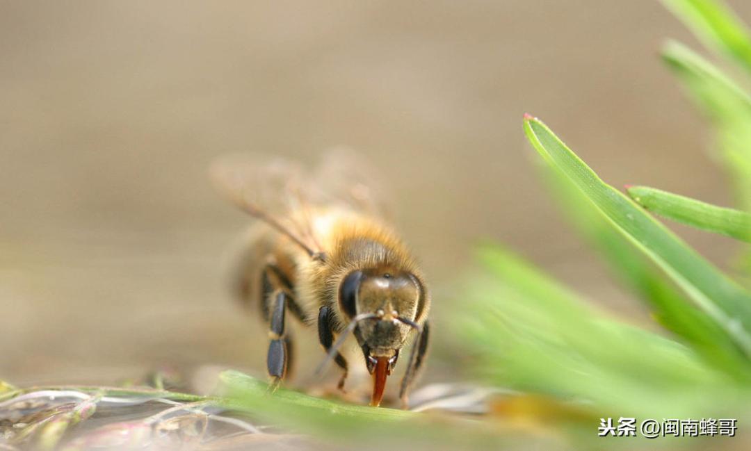 蜜蜂的外貌描写，蜜蜂的外形特点和生活特征
