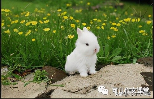描写小白兔外貌的句子（描写小兔子的优美句子）