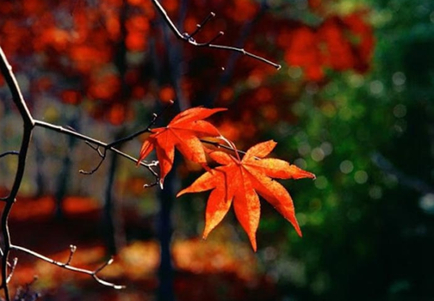 形容秋天的诗句有哪些（形容秋天的诗词）