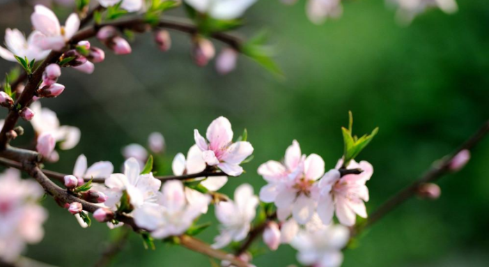 关于桃花的古诗有哪些（十首最著名描写桃花的古诗词）