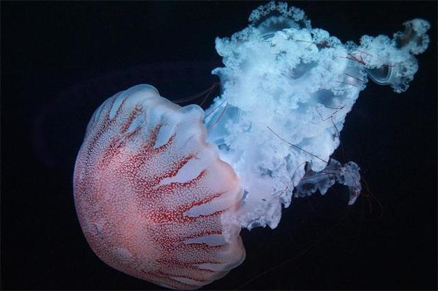没有脑子的水母是怎么称霸海洋的？