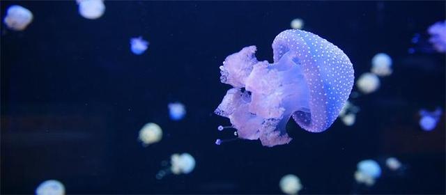 没有脑子的水母是怎么称霸海洋的？