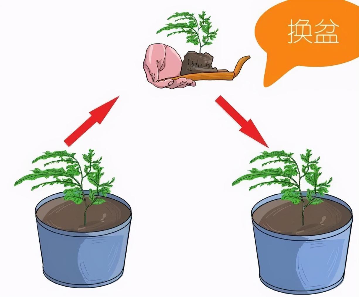 文竹的栽培方法和技巧