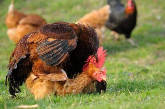 为什么鸡365天都在下蛋？也没看见公鸡和母鸡每天交配