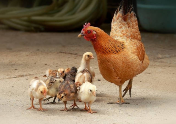 为什么鸡365天都在下蛋？也没看见公鸡和母鸡每天交配