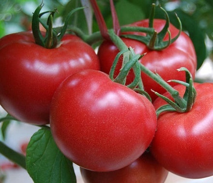 为什么西红柿为是蔬菜而不是水果？