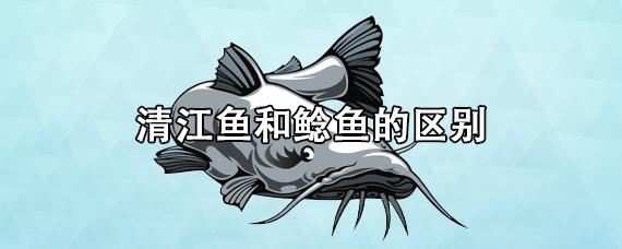 清江鱼和鲶鱼有什么区别吗？