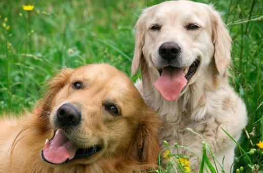 ​夏天狗狗是否能吃西瓜 科学喂养让狗主子健康度夏