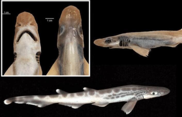 意大利海域出现“僵尸鲨鱼”，既没皮肤也没牙齿
