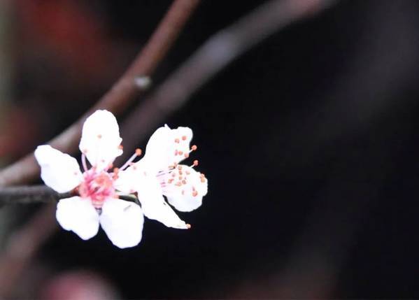 手机拍花卉的常见误区和正确拍摄方法