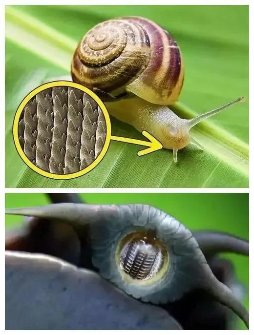 一只蜗牛有多少颗牙齿【蜗牛的舌头什么样子】