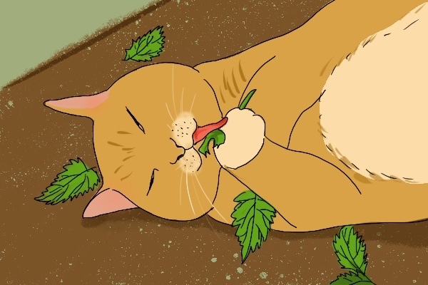 猫薄荷是什么植物（猫薄荷对猫的作用）