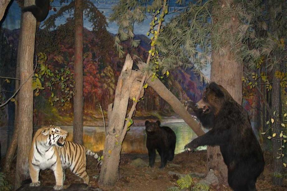 老虎和熊谁厉害（老虎遇见熊了会打架吗）▍大提顿国家公园在哪里？▍大提顿国家公园里的熊。▍灰熊与狼的竞争关系。▍为什么要在公园里放三只老虎？▍老虎可以碾压狼群，能不能压制棕熊？▍老虎可能会在熊冬眠时动手。▍放进老虎1年多发生了什么？