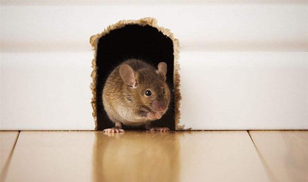 家里放什么东西老鼠不会进来（让老鼠自动离开家里的8个方法）