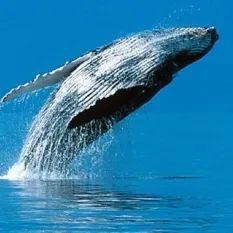 虎鲸为什么害怕座头鲸（座头鲸为什么总跟虎鲸过不去）