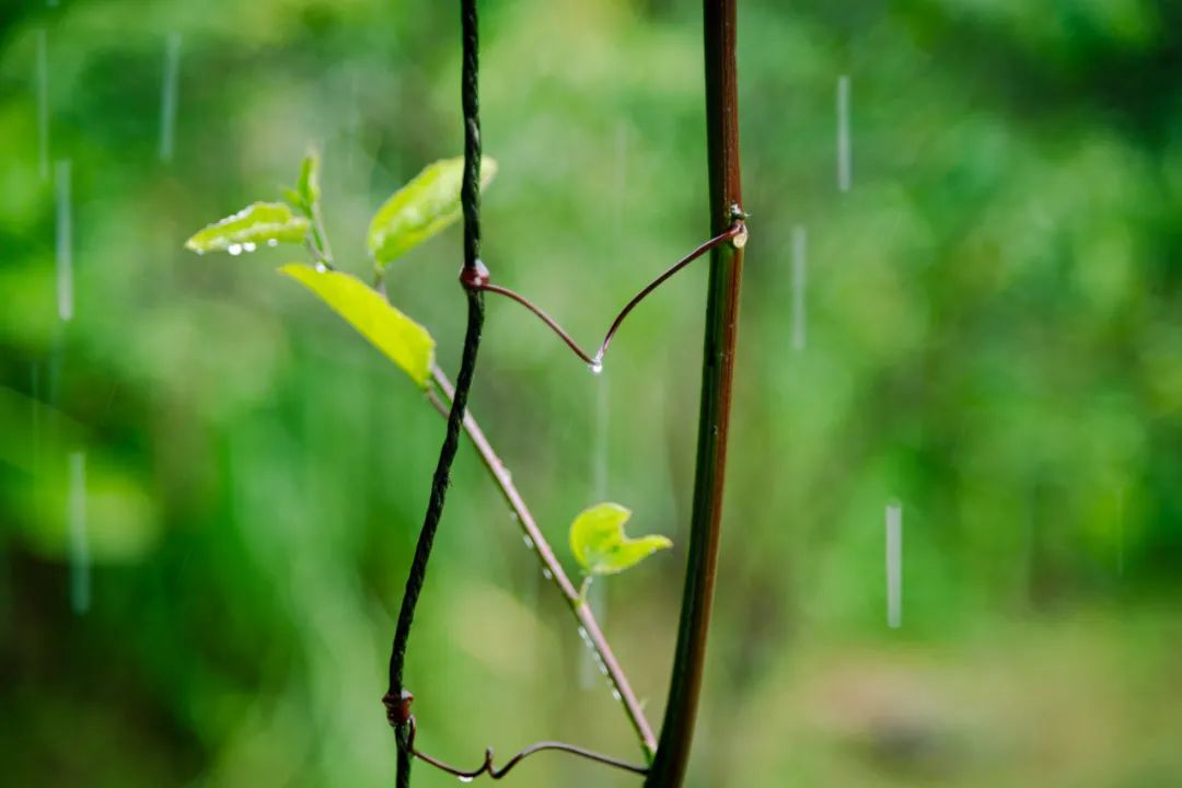 关于雨的诗歌有哪些？关于写雨的诗8首