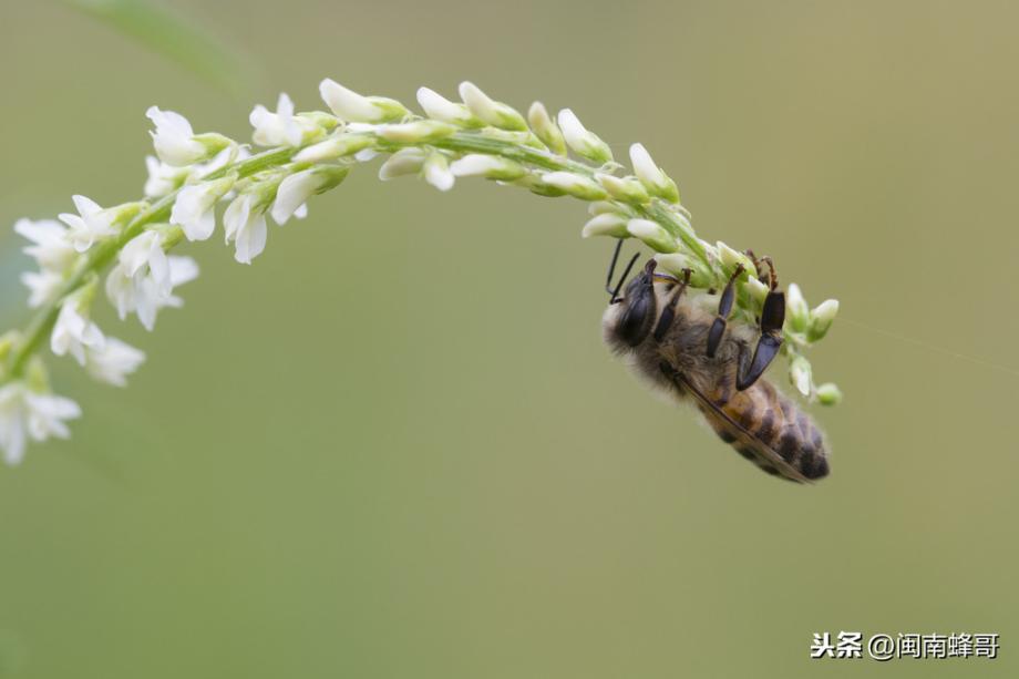 蜜蜂的外貌描写，蜜蜂的外形特点和生活特征